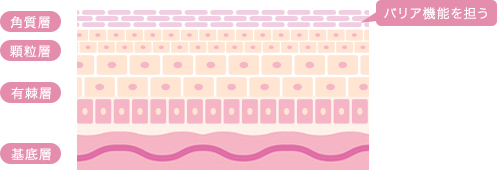角質層：バリア機能を担う　顆粒層　有棘層　基底層