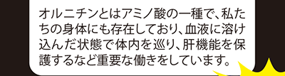 オルニチンとはアミノ酸の一種で、私たちの身体にも存在しており、血液に溶け込んだ状態で体内を巡り、肝機能を保護するなど重要な働きをしています。